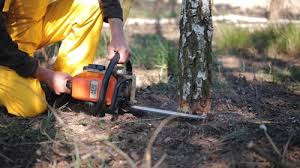 Reliable The Acreage, FL Tree Services Solutions