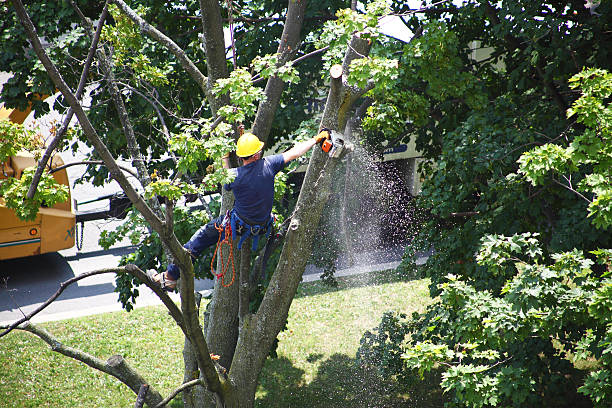 Best Tree Risk Assessment  in The Acreage, FL