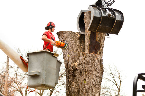 How Our Tree Care Process Works  in  The Acreage, FL